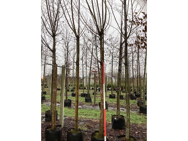 Schietwilg - bolboom (2x) - afbeelding 2 van  3