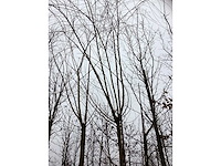 Schietwilg - bolboom (2x) - afbeelding 3 van  3