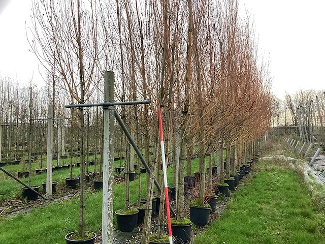 Schietwilg - bolboom (3x) - afbeelding 1 van  3