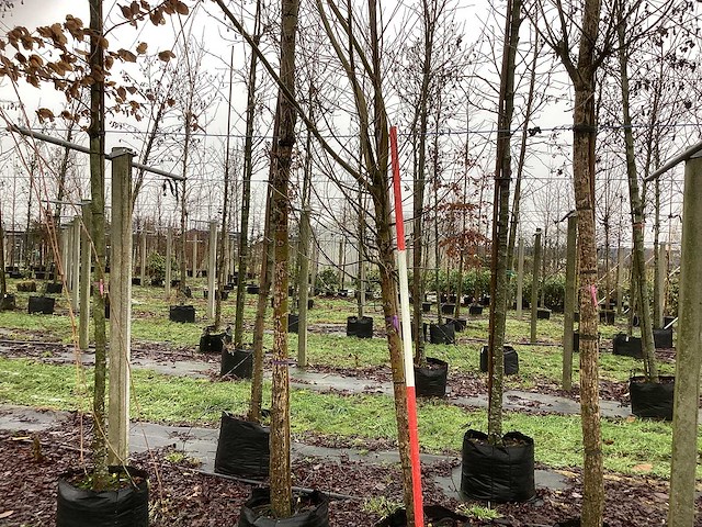 Schietwilg - bolboom - afbeelding 1 van  3