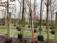 Schietwilg - bolboom - afbeelding 1 van  3