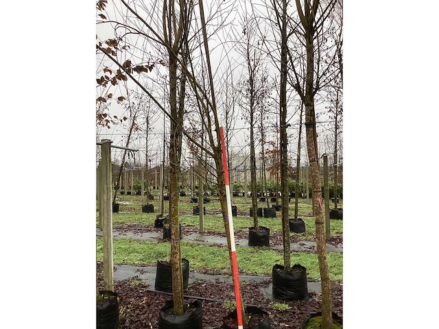 Schietwilg - bolboom - afbeelding 2 van  3