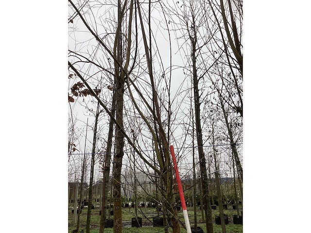 Schietwilg - bolboom - afbeelding 3 van  3