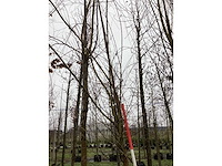 Schietwilg - bolboom - afbeelding 3 van  3