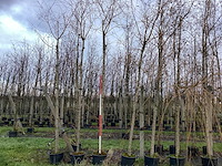Schietwilg - laanboom (3x) - afbeelding 1 van  3