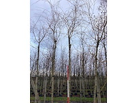 Schietwilg - laanboom (3x) - afbeelding 3 van  3