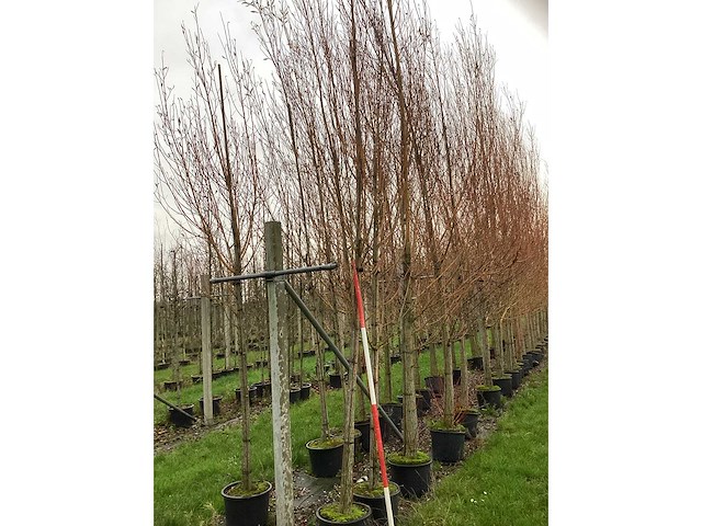 Schietwilg - laanboom (7x) - afbeelding 2 van  3