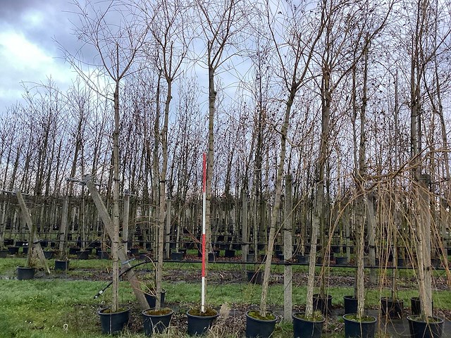 Schietwilg - laanboom - afbeelding 1 van  3