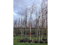 Schietwilg - parkboom (2x) - afbeelding 2 van  3