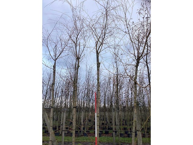 Schietwilg - parkboom (2x) - afbeelding 3 van  3