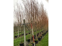 Schietwilg - parkboom (3x) - afbeelding 2 van  3