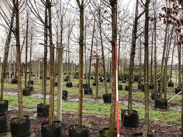 Schietwilg - parkboom (3x) - afbeelding 1 van  3