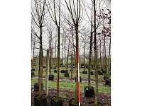 Schietwilg - parkboom (3x) - afbeelding 2 van  3