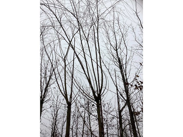 Schietwilg - parkboom (3x) - afbeelding 3 van  3