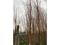 Schietwilg - sierboom (4x) - afbeelding 3 van  3