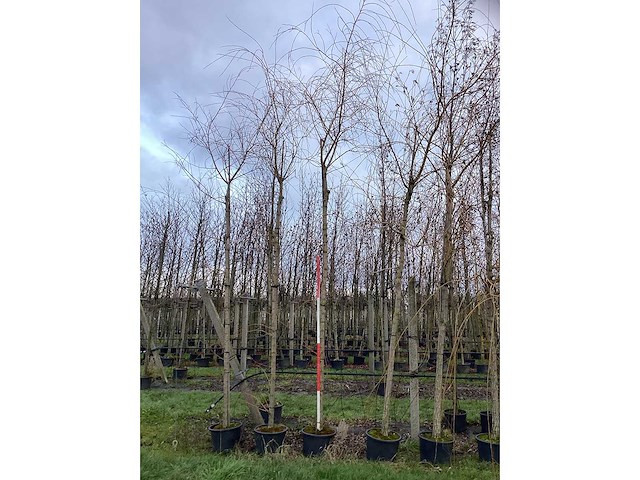 Schietwilg - sierboom (4x) - afbeelding 2 van  3