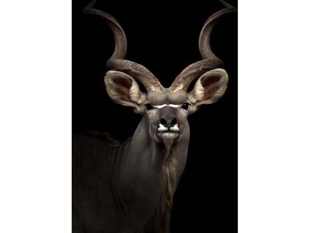 Schilderij gehard glas, koedoe - afbeelding 1 van  1