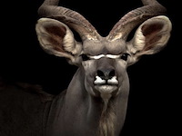 Schilderij gehard glas, koedoe - afbeelding 1 van  1