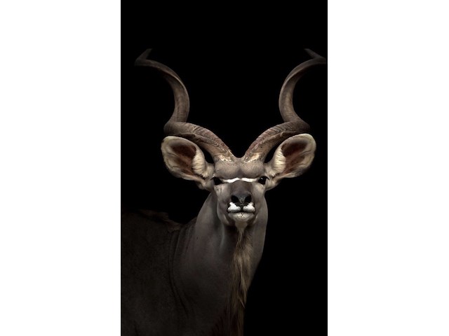 Schilderij gehard glas, koedoe - afbeelding 1 van  1