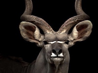 Schilderij gehard glas, koedoe - afbeelding 1 van  1