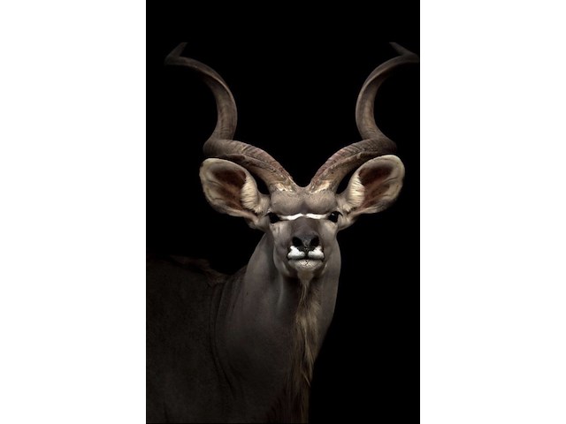 Schilderij gehard glas, koedoe - afbeelding 1 van  1