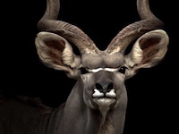 Schilderij gehard glas, koedoe - afbeelding 1 van  1