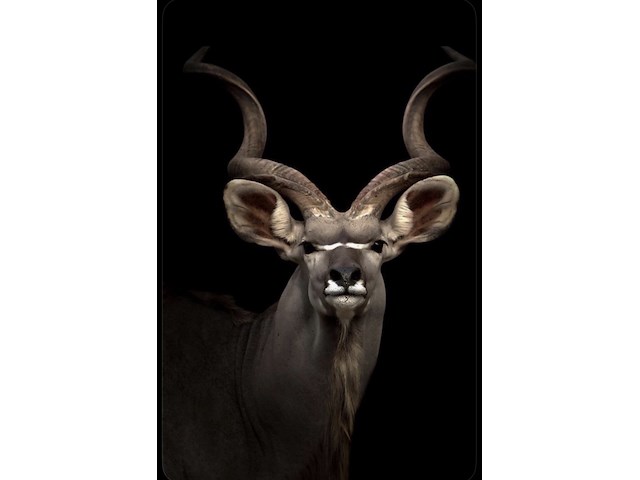 Schilderij gehard glas, koedoe - afbeelding 1 van  1