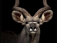 Schilderij gehard glas, koedoe - afbeelding 1 van  1