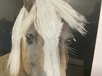 Schilderij gerard luten (paard akersloot) - afbeelding 2 van  6