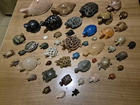 Schildpadden verzameling van steen