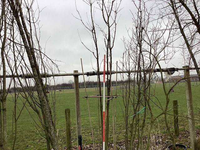 Schmitt kers - meerstammige bomen - afbeelding 1 van  2