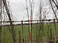 Schmitt kers - meerstammige bomen - afbeelding 1 van  2