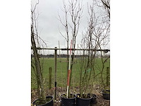 Schmitt kers - meerstammige bomen - afbeelding 2 van  2
