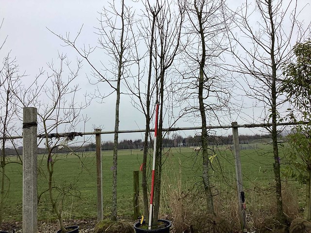 Schmitt kers - meerstammige boom - afbeelding 1 van  2