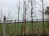 Schmitt kers - meerstammige boom - afbeelding 1 van  2