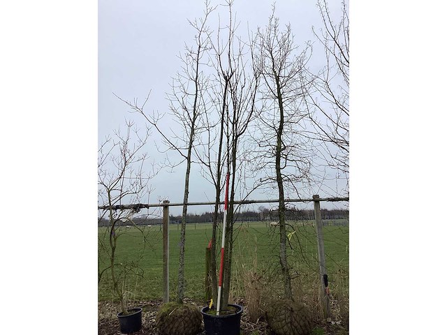 Schmitt kers - meerstammige boom - afbeelding 2 van  2