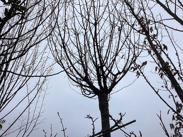 Schmitt kers - sierboom - afbeelding 1 van  2