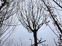 Schmitt kers - sierboom - afbeelding 1 van  2