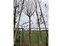 Schmitt kers - sierboom - afbeelding 2 van  2