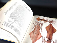 Seafood - afbeelding 4 van  5