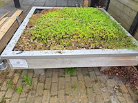 Sedum dakje - afbeelding 1 van  3