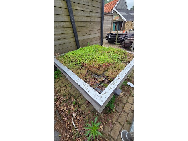 Sedum dakje - afbeelding 2 van  3
