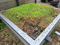 Sedum dakje - afbeelding 2 van  3