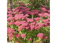 Sedum herbstfreude - planten met pot (48x)