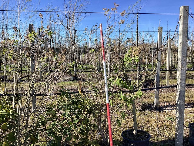 Sering - meerstammige bomen (2x) - afbeelding 1 van  2