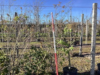 Sering - meerstammige bomen (2x) - afbeelding 1 van  2