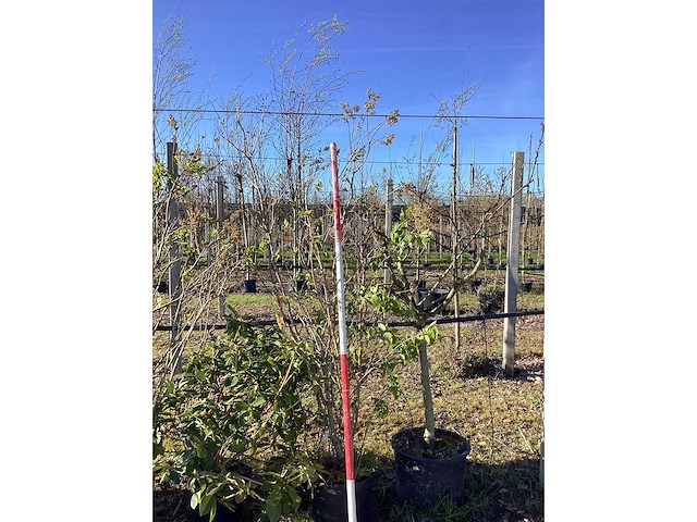 Sering - meerstammige bomen (2x) - afbeelding 2 van  2