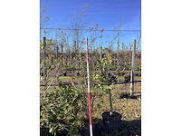 Sering - meerstammige bomen (2x) - afbeelding 2 van  2