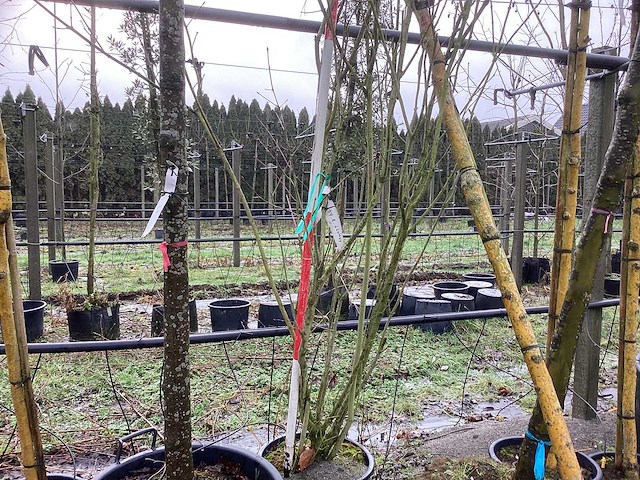 Sering - meerstammige boom - afbeelding 1 van  2