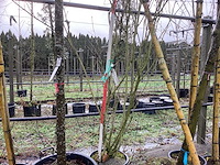 Sering - meerstammige boom - afbeelding 1 van  2